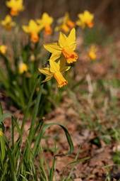 Fotoroleta natura kwiat ogród narcyz roślina