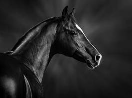 Obraz na płótnie arabian stadnina portret ogier koń