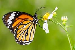 Fototapeta motyl piękny natura lato spokój