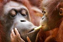 Naklejka azja małpa zwierzę dziki orangutan