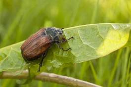 Obraz na płótnie natura obraz roślinność zwierzę fauna