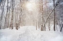 Plakat piękny brzoza ścieżka śnieg droga
