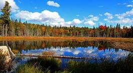 Naklejka las natura kanada panorama mech