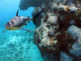Naklejka morze tropikalny rafa