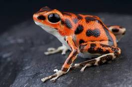 Plakat zwierzę żaba kostaryka