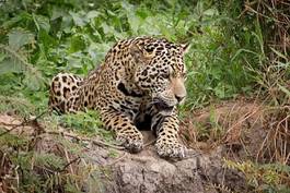Plakat natura ssak ameryka południowa brazylia jaguar