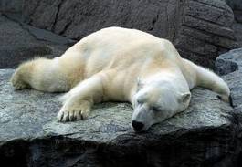 Plakat ssak niedźwiedź sen leniwy nieaktywnych