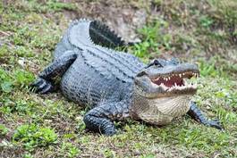 Plakat aligator gad natura usta zwierzę