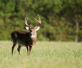 Naklejka natura ssak zwierzę