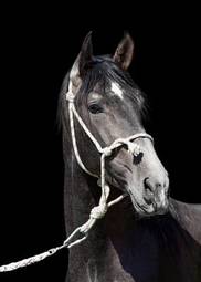 Naklejka koń andaluzyjski rasowy jeździectwo portret
