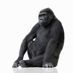 Plakat małpa portret zwierzę siedzący ekspresyjny