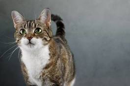 Obraz na płótnie zwierzę ładny portret kot marmurkowy