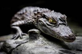Obraz na płótnie oko krokodyl zwierzę gad