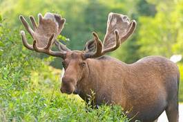 Obraz na płótnie natura dziki fauna ssak bezdroża