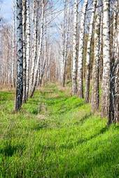 Naklejka natura park piękny drzewa