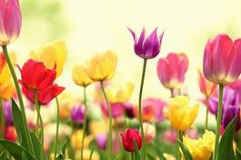 Naklejka natura kwitnący tulipan świeży