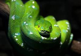 Obraz na płótnie zwierzę gad oko wąż
