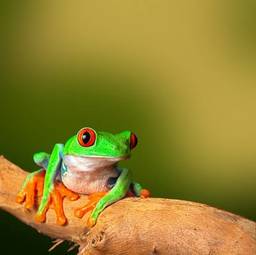 Obraz na płótnie płaz natura oko kostaryka dżungla