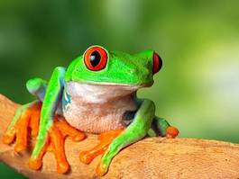 Obraz na płótnie płaz kostaryka żaba zwierzę tropikalny