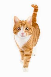 Obraz na płótnie zwierzę kot ssak portret czerwony
