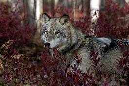 Plakat zwierzę natura portret liści wilk