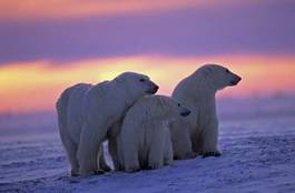 Plakat natura śnieg niedźwiedź kanada