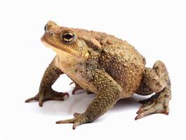 Plakat natura zwierzę żaba