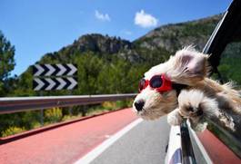 Plakat pies góra szczenię słońce