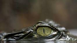 Obraz na płótnie aligator krokodyl gad źrenica caiman