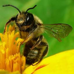 Obraz na płótnie fauna lato oko