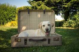 Fototapeta lato pies oko labrador wakacje