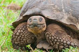 Fototapeta zwierzę dziki natura fauna galapagos