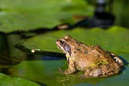 Naklejka zwierzę ogród płaz fauna