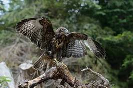 Obraz na płótnie natura las góra zwierzę fauna