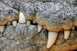 Plakat usta gad aligator zwierzę