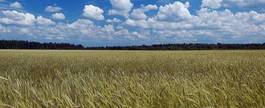 Plakat wieś trawa słoma słońce natura