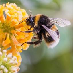 Obraz na płótnie fauna pyłek zwierzę