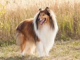 Naklejka portret czystej krwi rough collie