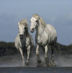 Fotoroleta woda koń ssak prowadzenie white horse