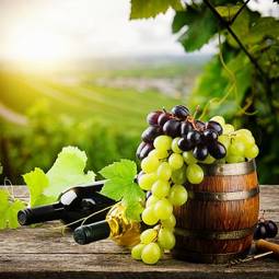 Fototapeta rolnictwo napój vintage winorośl jesień