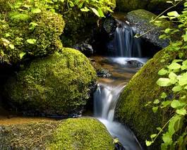 Naklejka las obraz japonia natura