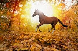 Fototapeta natura koń słońce las ogier