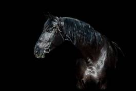 Obraz na płótnie koń portret ssak zwierzę
