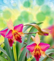 Plakat piękny natura kwiat tropikalny