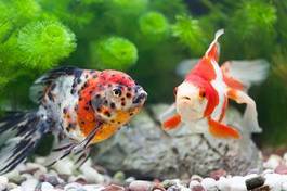 Naklejka holandia zwierzę ładny ryba japonia