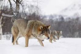 Naklejka norwegia zoo szary canis