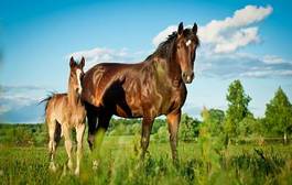 Fototapeta piękny koń trawa grzywa zwierzę