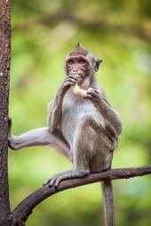 Plakat drzewa małpa trawa jedzenie