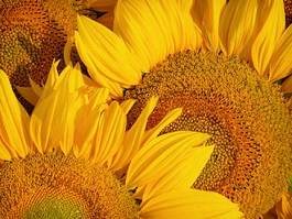 Plakat pyłek słonecznik słońce