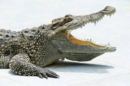 Plakat gad aligator zwierzę natura